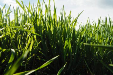 Genç yeşil buğdayı yakından izleyin.