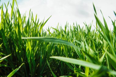 Genç yeşil buğdayı yakından izleyin.