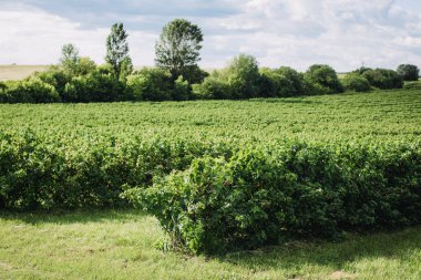 Tarla, sıralı siyah kuşüzümü çalılarıyla ekilir..