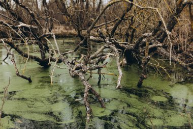 Su yüzeyinde ördek otu var.