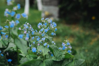 Brunnera, Boraginaceae ailesinde çiçek açıyor. Brunnera makrophylla (Sibirya hata gidericisi).