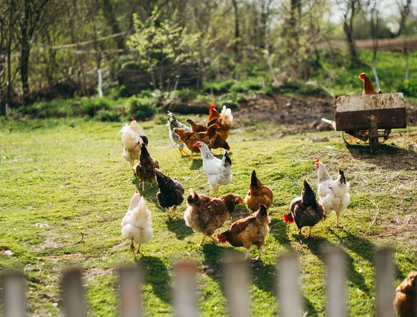 Bahçedeki Tavuklar Çimlerin Üzerinde — Stok fotoğraf