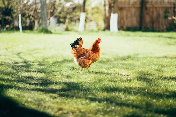 Цыплята Дворе Траве — стоковое фото
