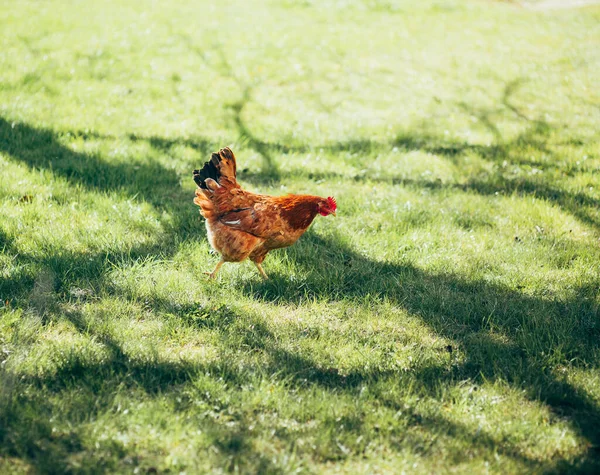 Цыплята Дворе Траве — стоковое фото