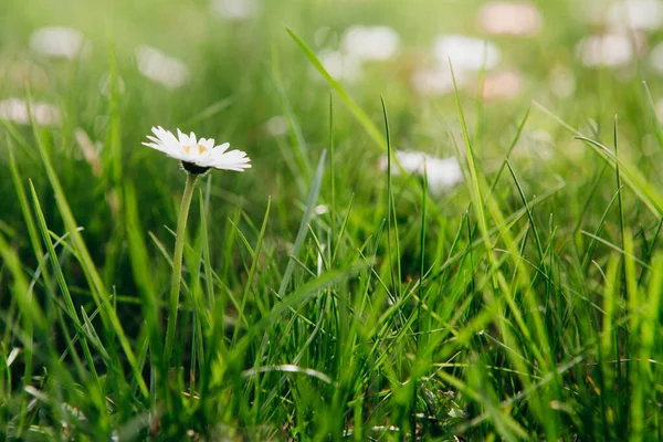 Bellis Perennis Engels Madeliefje Veel Witte Bloemen Met Groen Gras — Stockfoto