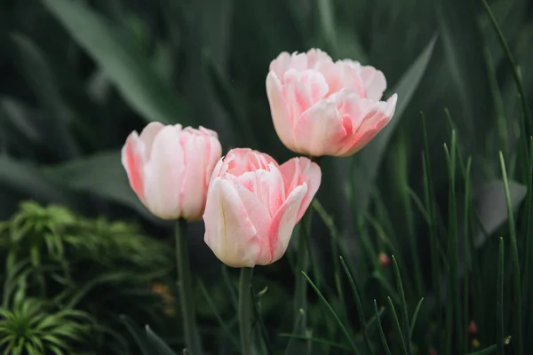 Розовые Тюльпаны Саду — стоковое фото