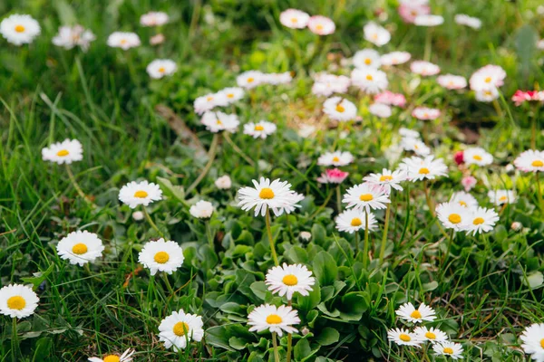 Bellis Perennis English Daisy Many White Flowers Green Grass — Stock Photo, Image