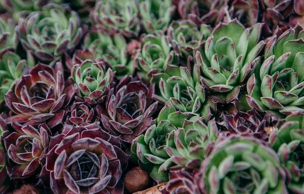 Sempervivum Tectorum Gemeine Hauswurz Eine Mehrjährige Pflanze Die Blumentopf Wächst — Stockfoto