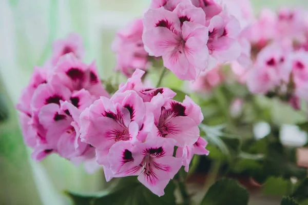 Pelargonium Grandiflora. Kraliyet pelargonyumunun muhteşem bitkileri, geniş mor mor mor çiçekleri ve yeşil yapraklı Nicoletta çeşitleri ile Burgh çeşitliliği..