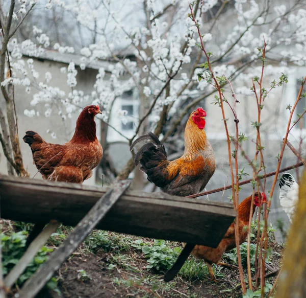 Κοτόπουλα Στην Αυλή Στο Γρασίδι — Φωτογραφία Αρχείου