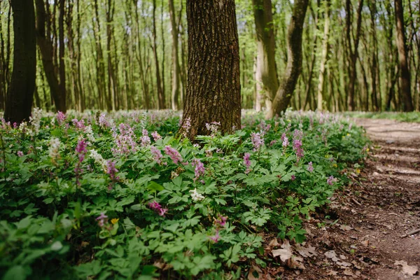 Corydalis Cava Vroege Lente Wilde Bos Bloemen Bloei Wit Violette — Stockfoto