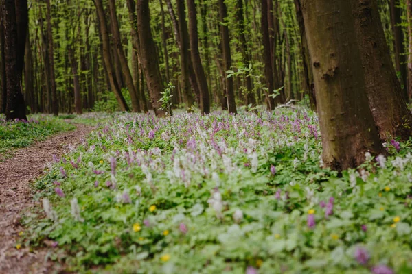 Corydalis cava ilkbaharın başlarında vahşi orman çiçekleri, beyaz menekşe mor çiçekler yeşil yapraklı güzel küçük bitkiler