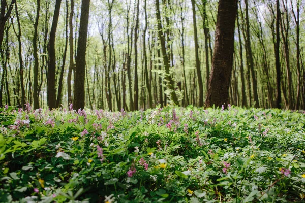 Corydalis Cava Début Printemps Fleurs Sauvages Forêt Fleurs Blanc Violet — Photo