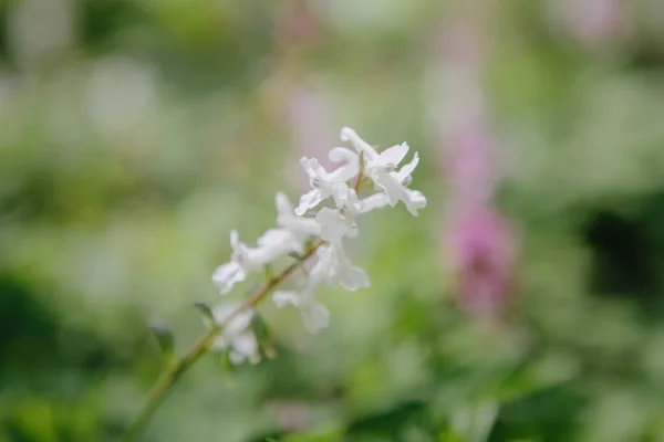 Corydalis Cava Vroege Lente Wilde Bos Bloemen Bloei Wit Violette — Stockfoto