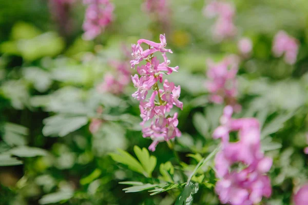 Corydalis Cava Ilkbaharın Başlarında Vahşi Orman Çiçekleri Beyaz Menekşe Mor — Stok fotoğraf