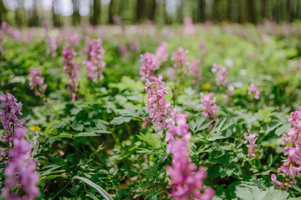 Corydalis Cava Vroege Lente Wilde Bos Bloemen Bloei Wit Violette — Stockfoto