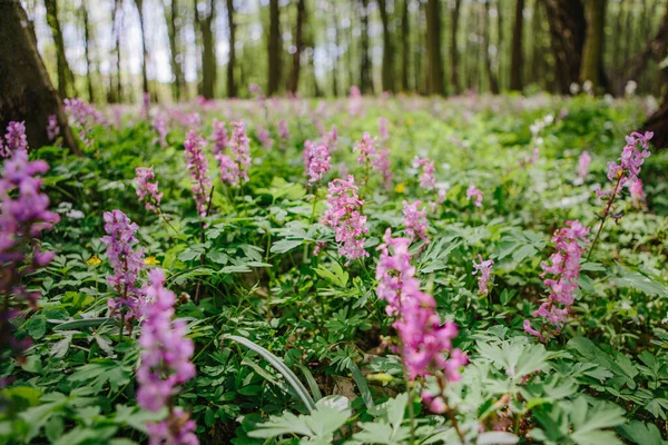 Corydalis Cava Early Spring Wild Forest Flowers Bloom White Violet — Stock Photo, Image