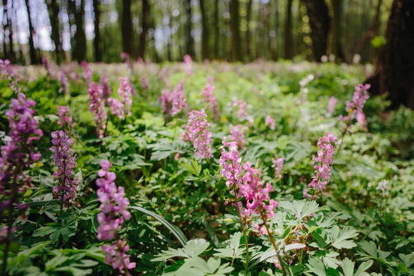 Corydalis Cava Early Spring Wild Forest Flowers Bloom White Violet — Stock Photo, Image