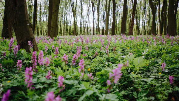 Corydalis cava ilkbaharın başlarında vahşi orman çiçekleri, beyaz menekşe mor çiçekler yeşil yapraklı güzel küçük bitkiler
