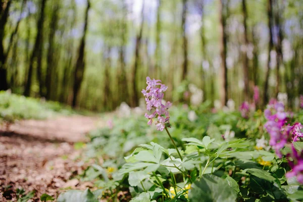 Corydalis Cava Vroege Lente Wilde Bos Bloemen Bloei Wit Violette — Stockfoto