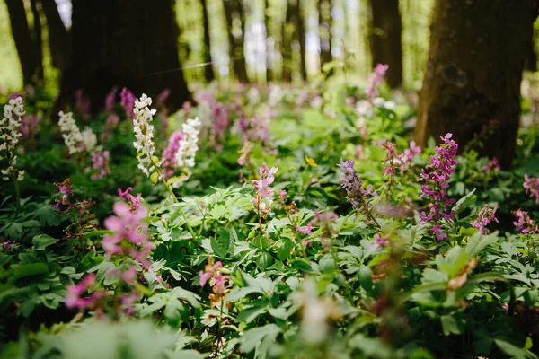 Corydalis Cava Vroege Lente Wilde Bos Bloemen Bloei Wit Violette — Stockfoto