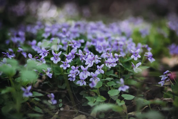 Viola Reichenbachiana Small Violet Flowers Green Leaves Beautiful Forest Plant — Stock Photo, Image