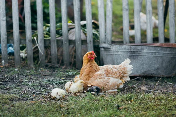 Kippenfamilie Tuin — Stockfoto