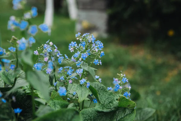 Brunnera, Boraginaceae ailesinde çiçek açıyor. Brunnera makrophylla (Sibirya hata gidericisi).