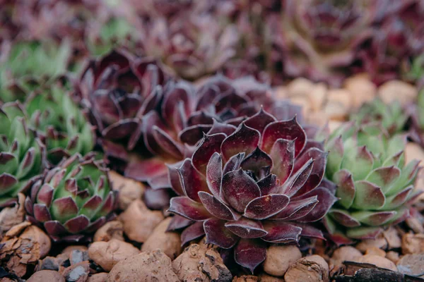 Sempervivum Tectorum Common Houseleek Perennial Plant Growing Flower Pot Sempervivum — Stock Photo, Image