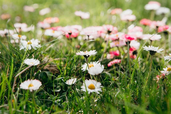 Bellis Perennis Engels Madeliefje Veel Witte Bloemen Met Groen Gras — Stockfoto