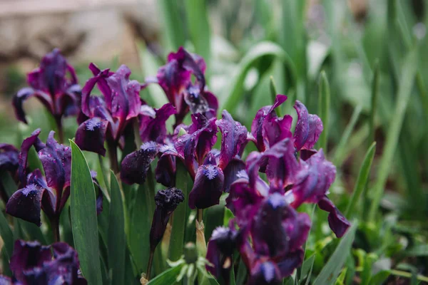 Güneşli bahar çayırında yaban çiçekleri pigme iris (Iris pumila) grubu. Bir sıra çiçek açan pigme irisi