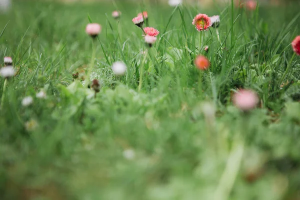 Bellis Perennis Engels Madeliefje Veel Witte Bloemen Met Groen Gras — Stockfoto