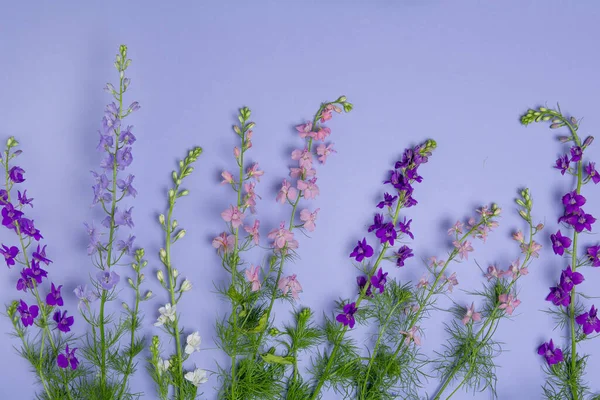 Summer Subject Photography Pink Purple Delphinium Flowers — Stock Photo, Image