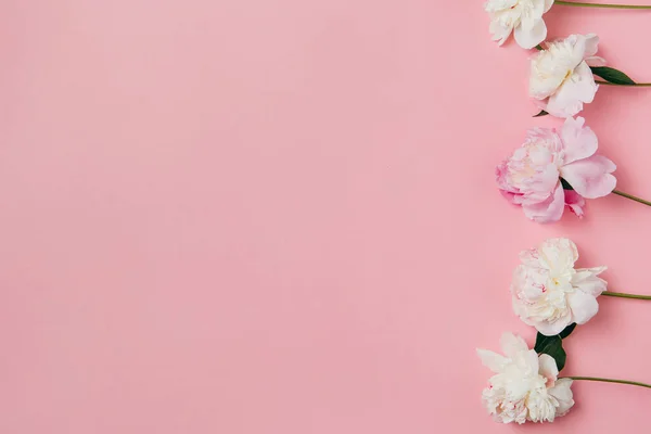Yazlık konu fotoğrafçılığı. Pembe arka planda şakayıklar