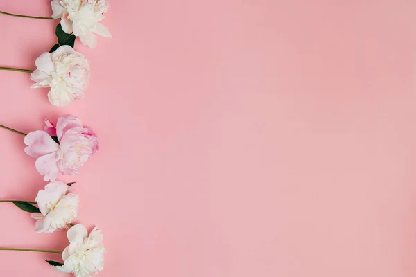 Fotografía Verano Peonías Sobre Fondo Rosa — Foto de Stock