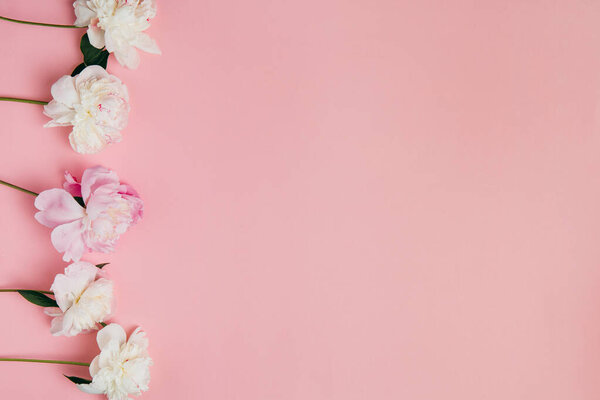 Summer subject photography. Peonies on a pink background