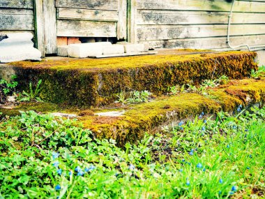 Eski ve çürük ahşap bir yapının yosun kaplı eski verandası. Çevresinde yeşil çimenler ve mavi çiçekler yetişir. Verandada beyaz tuğlalar var..