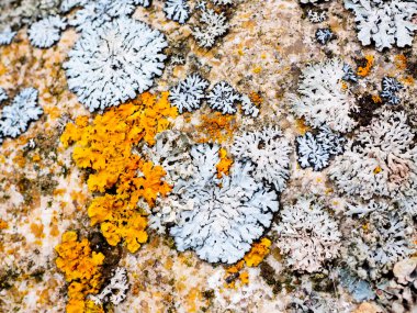 Bir taşın ya da granitin yüzeyindeki yosun ya da küf yapısına yakın çekim. Vahşi yaşamın doğal bir resmi. Yüksek kaliteli makro fotoğrafçılık.