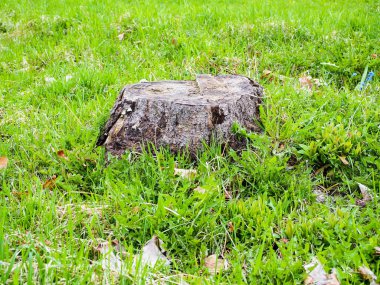 Tarlada ya da yeşil çimlerde yalnız, yaşlı, gri bir ağaç gövdesine yakın çekim. Yüksek kaliteli makro fotoğrafçılık.