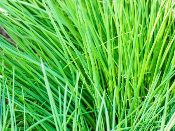 Close Green Grass Stalks Stalks Green Tall Grass Grow Out — Stock Photo, Image