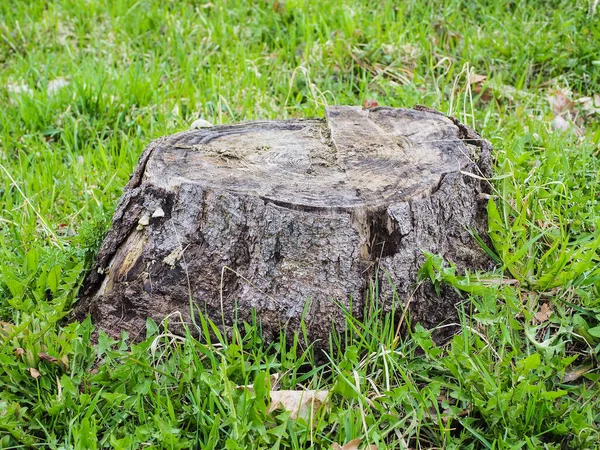 Großaufnahme Eines Alten Einsamen Grauen Baumstumpfes Auf Einem Feld Oder — Stockfoto