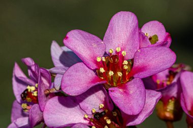 Baharda Bergenia, bulanık arka planda yakın plan. Makro, baskın pembe renk