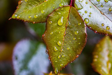 Gül yaprağı yaklaştır makro, yağmurdan arta kalan su damlalarıyla..