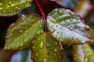 Gül yaprağı yaklaştır makro, yağmurdan arta kalan su damlalarıyla..