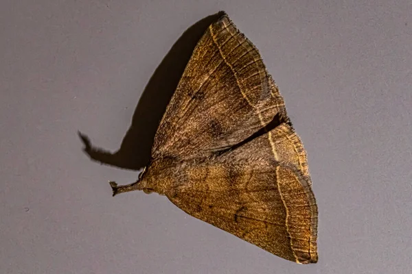 Little Moth Gray Background Its Shadow — Stock Photo, Image