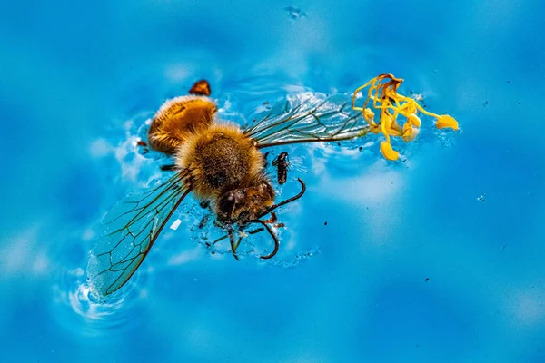Bee Floats Surface Swimming Pool Blue Background — Stock Photo, Image
