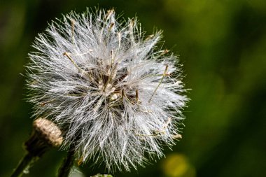 Baharda karahindiba, bulanık arka planda yakın plan. Makro, baskın beyaz renk