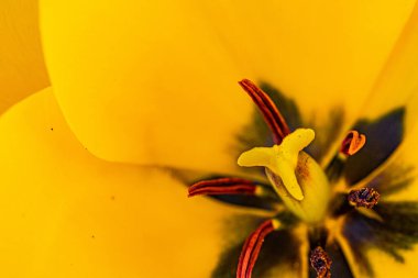 Sarı lale, yakın çekim, yakın çekim, makro