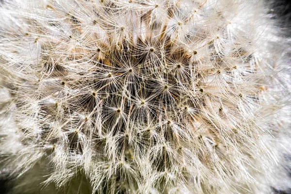 Löwenzahn Frühling Nahaufnahme Auf Verschwommenem Hintergrund Makro Dominante Weiße Farbe — Stockfoto