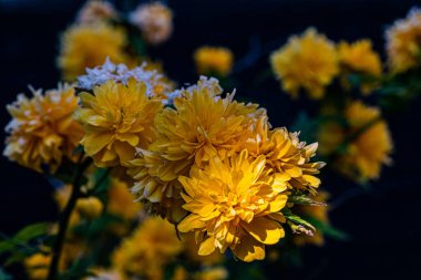 Japon Hornet veya Kerria japonica yakın görüş